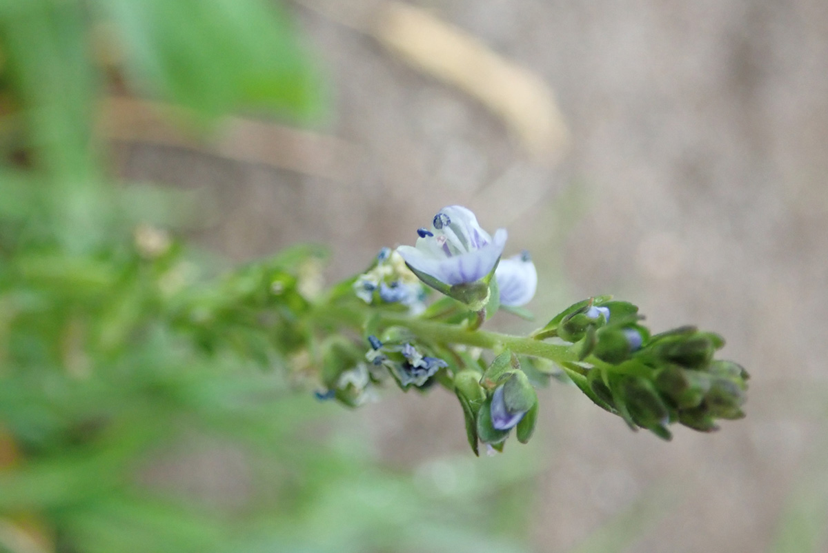 Zweig mit Blüte Foto: Dagmar Falk