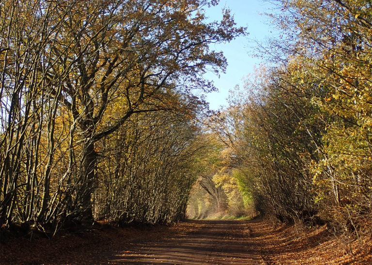 Herbsttunnel © Dagmar-Falk einfachwandern.de