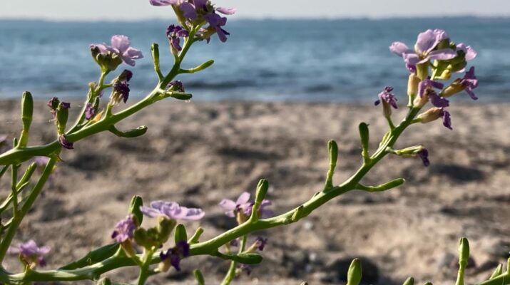 Ostsee mit Blüte Foto Dagmar Falk
