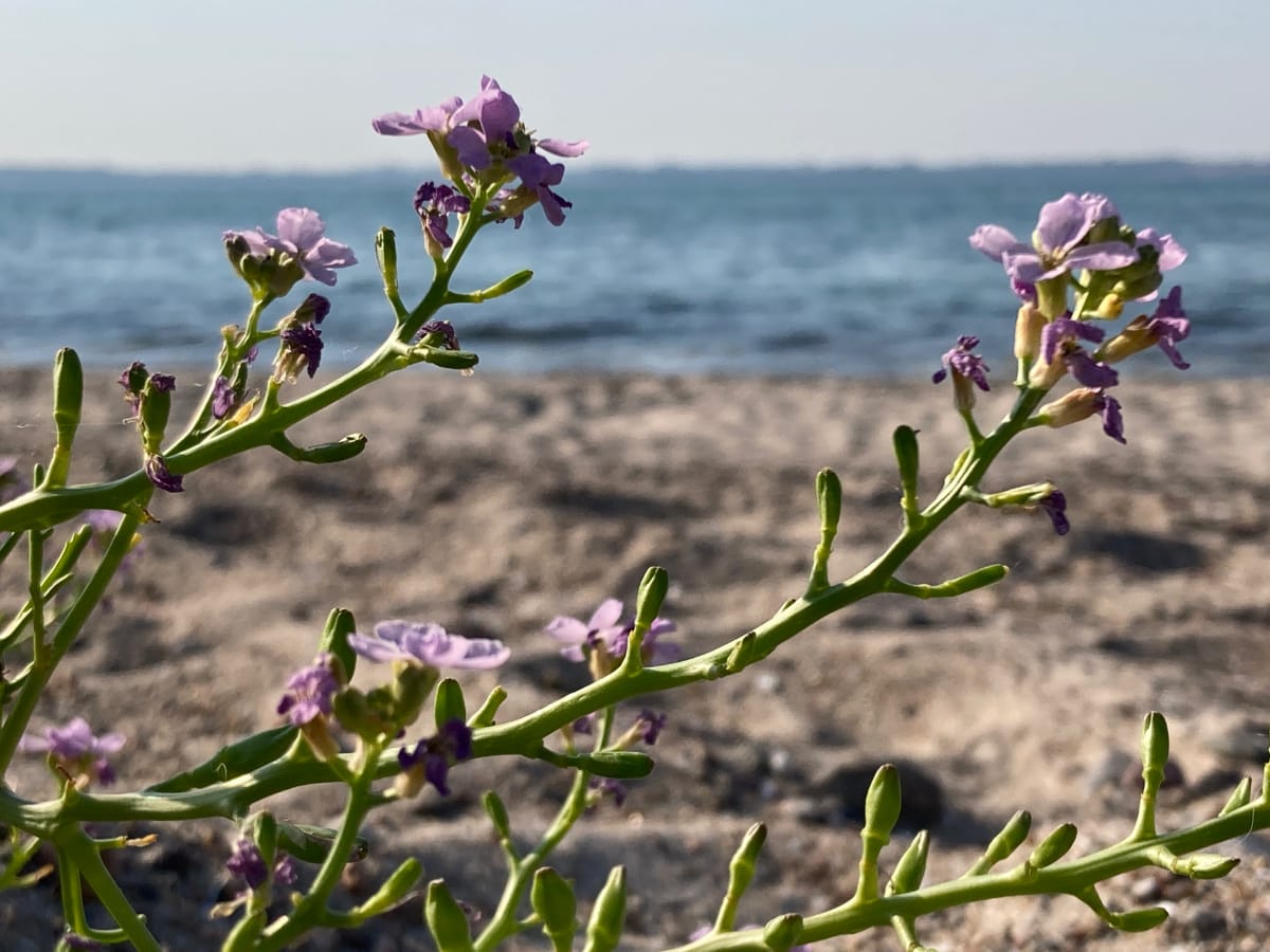 Ostsee mit Blüte Foto Dagmar Falk