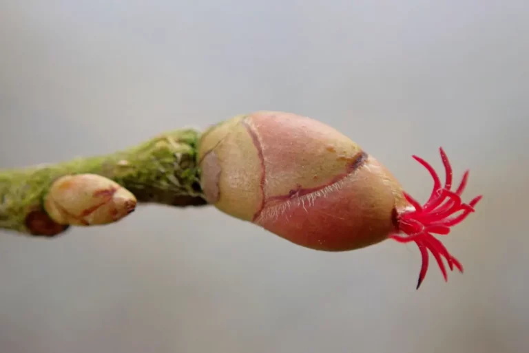 Knospe mit vorwitziger Blüte Foto von Dagmar Falk