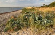 einfach wandern Strandpflanzen Foto: Dagmar Falk