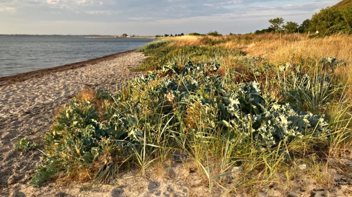 einfach wandern Strandpflanzen Foto: Dagmar Falk