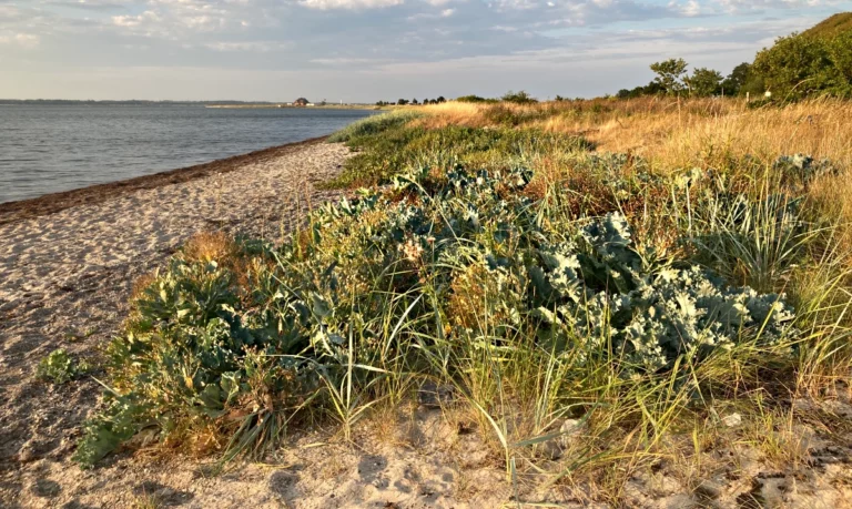 einfach wandern Strandpflanzen Foto: Dagmar Falk