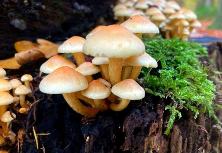 Herbst Pilze auf Baumstumpf Foto: Dagmar Falk