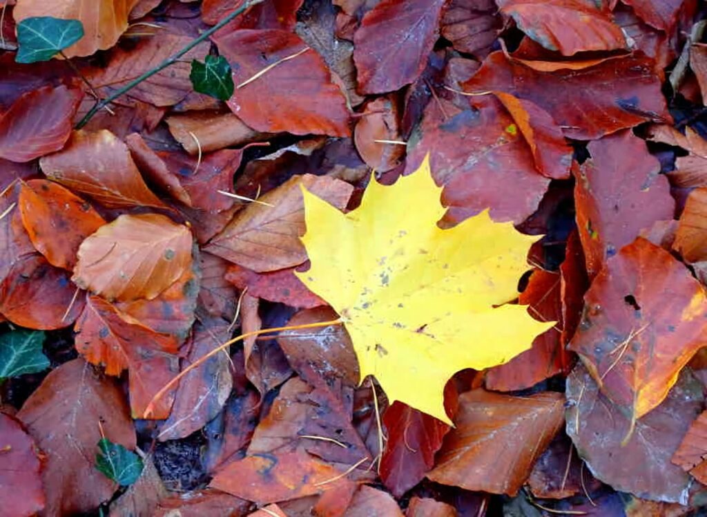 Herbstlaub mit gelbem Blatt Foto: Dagmar Falk
