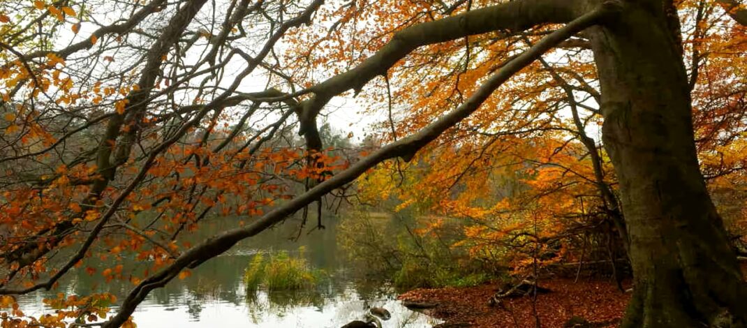 Herbstwald mit See Foto: Dagmar Falk