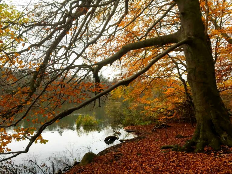 Herbstwald mit See Foto: Dagmar Falk