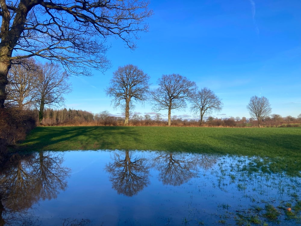 Bäume mit Wiese und Spiegelung im Wasser Foto: Dagmar Falk