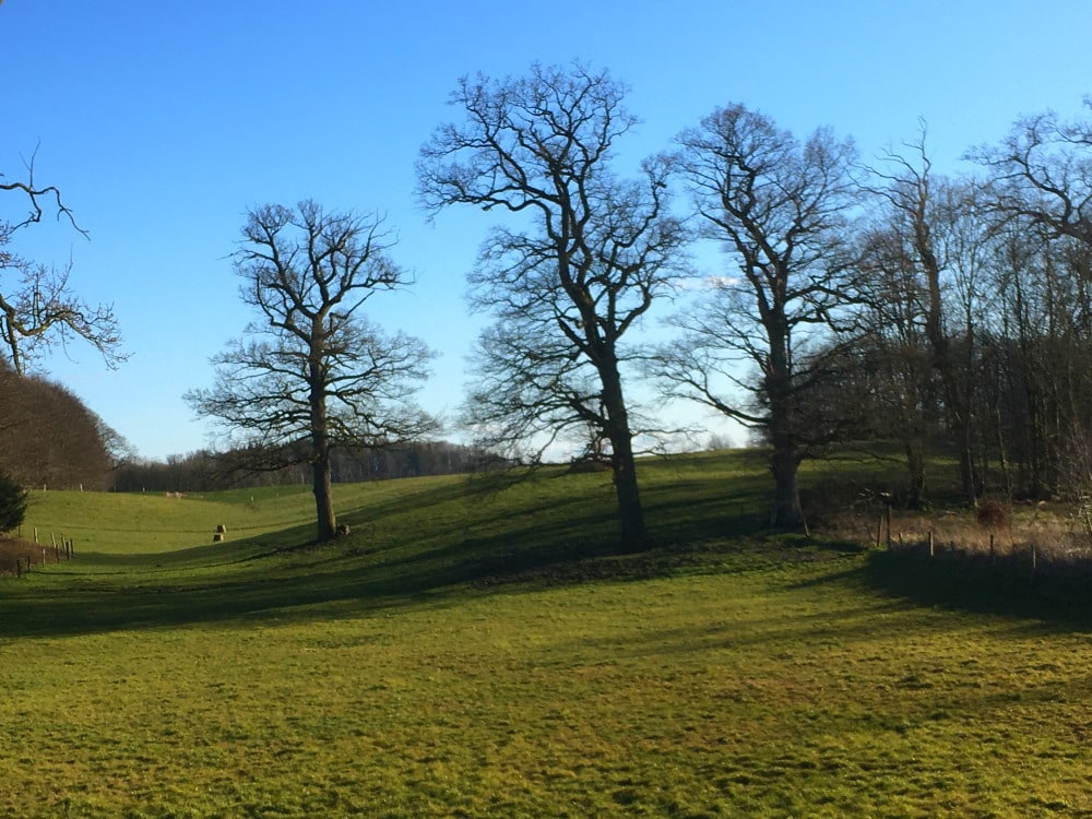 kahle Bäume in hügeliger grüner Landschaft Foto: Dagmar Falk