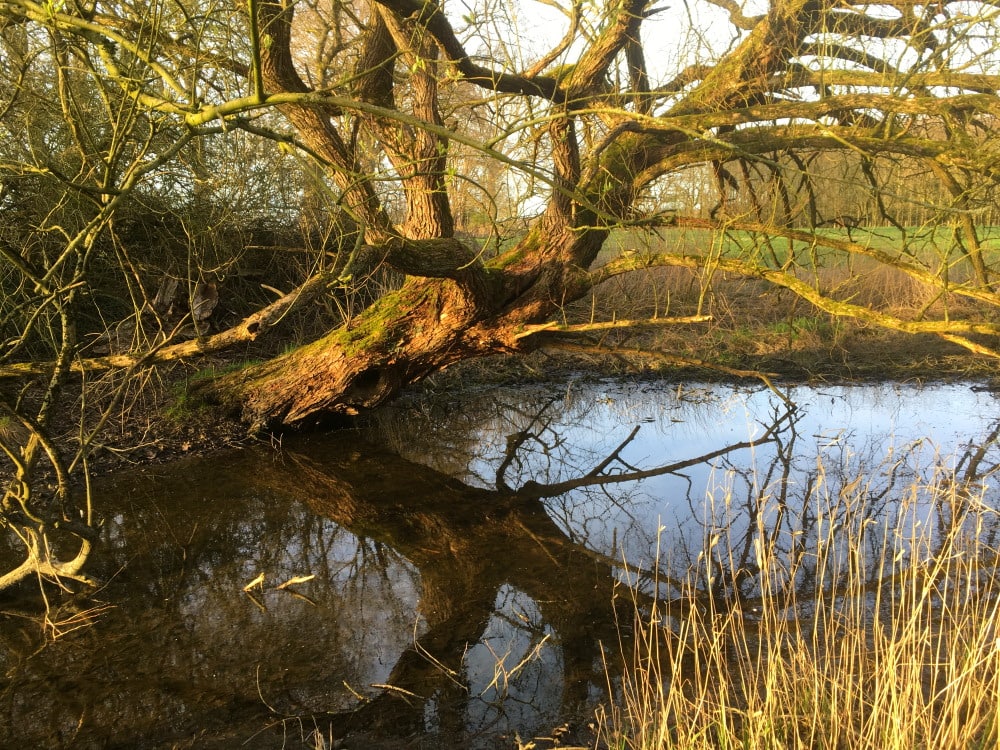 Weidenbaumm, der in einen See ragt Foto:Dagmar Falk