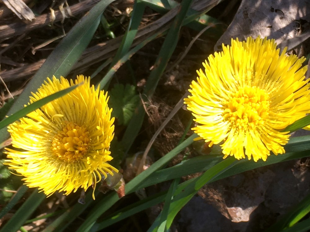 2 Huflattich-Blüten im Gras Foto: Dagmar Falk