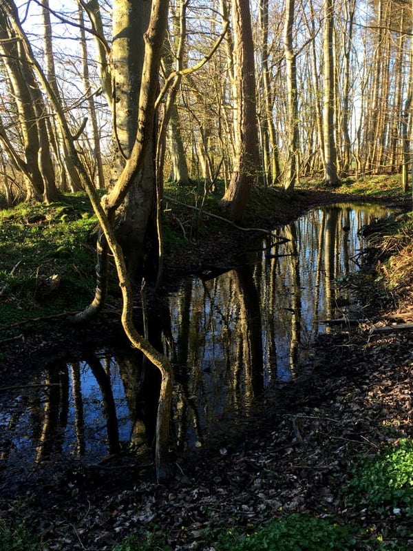 Kahle Bäume am Bach, Foto: Dagmar Falk