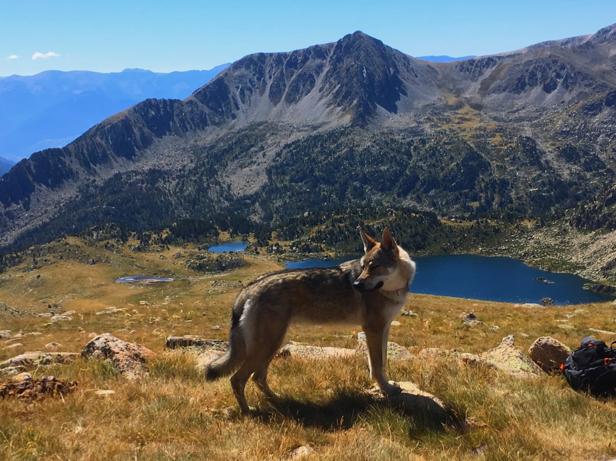 Pyrenäen Foto: Dagmar Falk Seeblick mit Hund