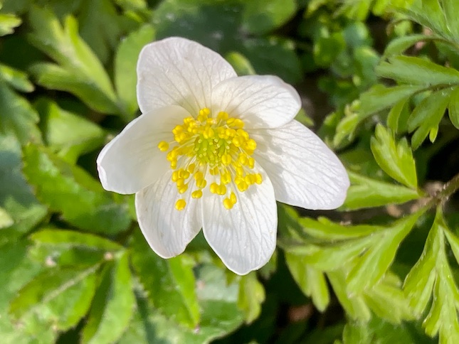 Frühlingsbild Foto: Dagmar Falk