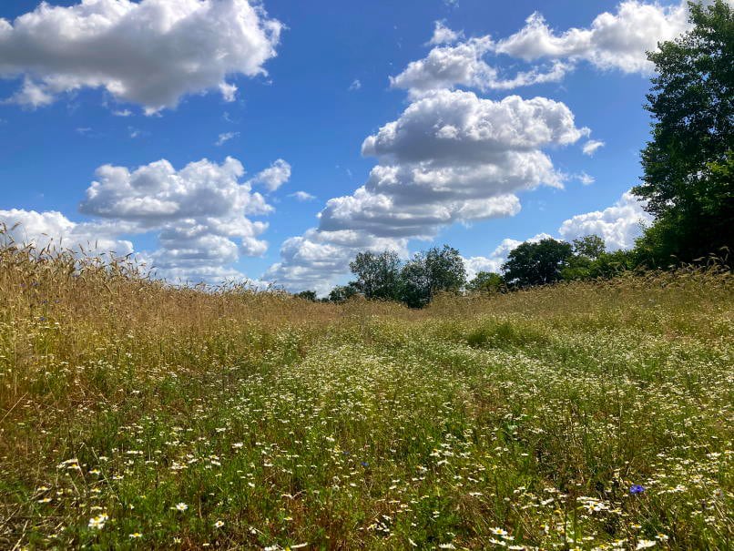 Sommerwiese, Himmel mit Wolken