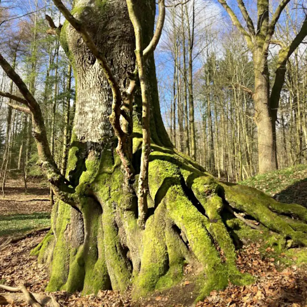 Baum mit starken Wurzeln