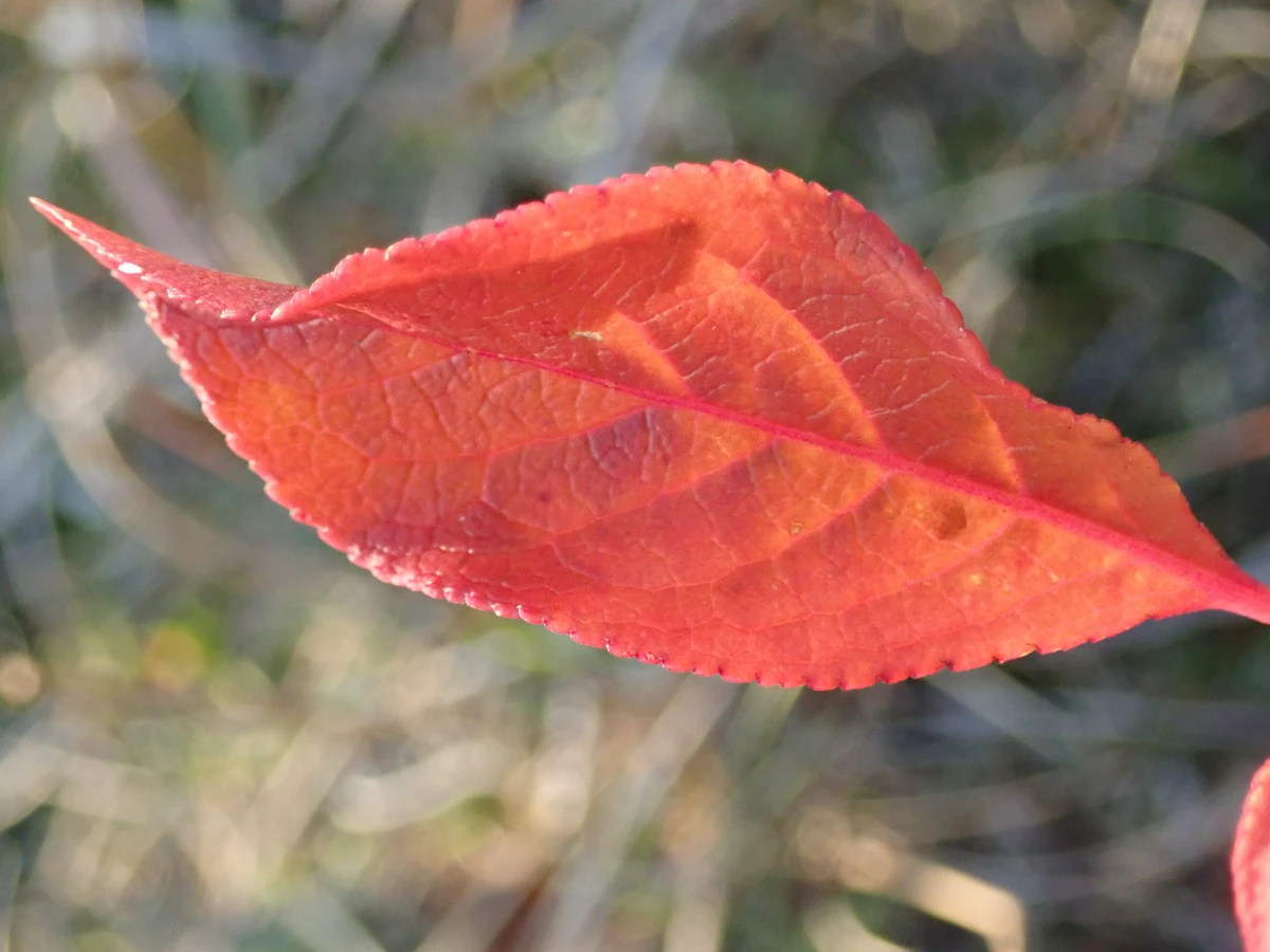 rotes Blatt Foto Dagmar Falk