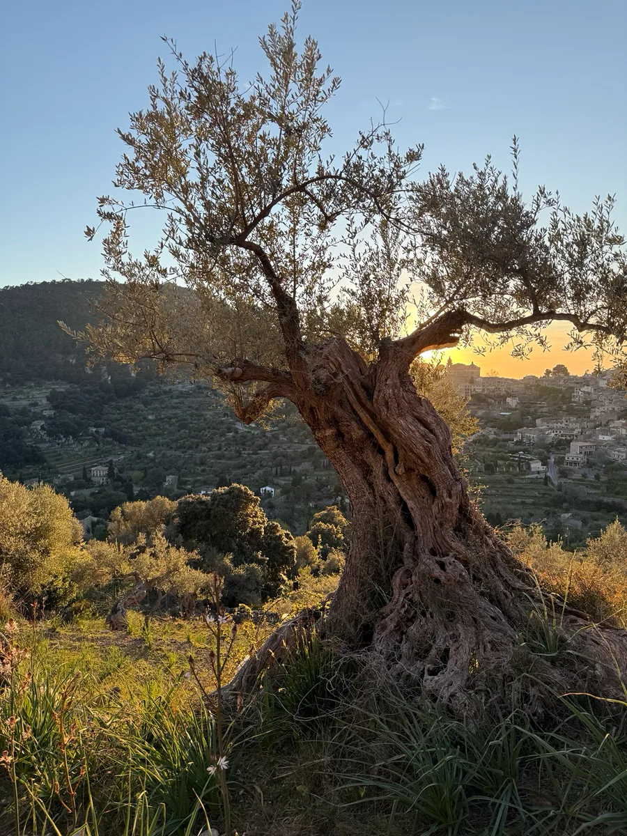 Mallorca oberhalb Valdemossa-Catoixa Foto Dagmar Falk